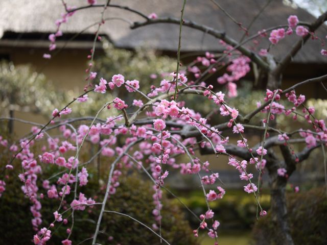 梅【梅宮大社】