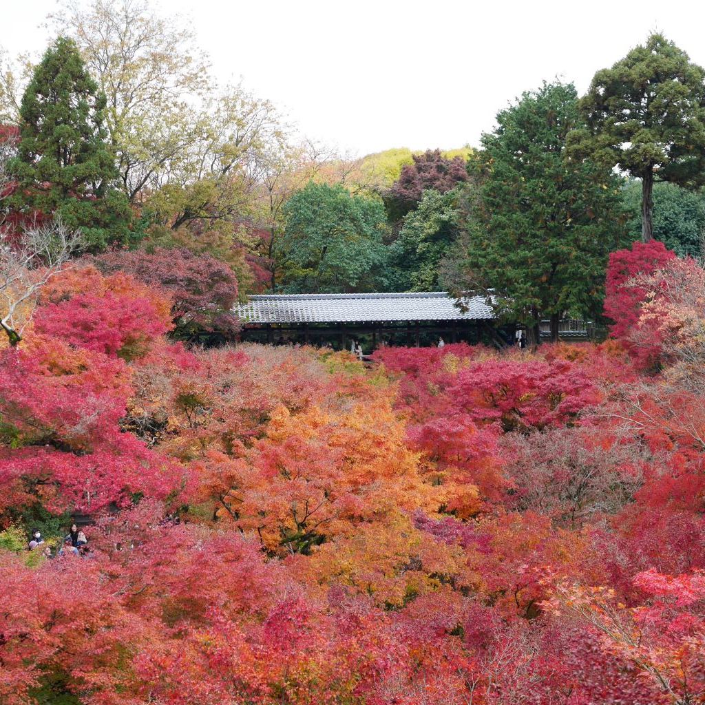 16-11-19tofukuji18_1366-2